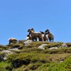 grimsel5540
