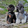 grimsel5617