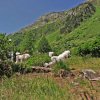 grimsel5672