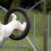 Faulenfuerst2010001