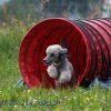 Faulenfuerst2010034
